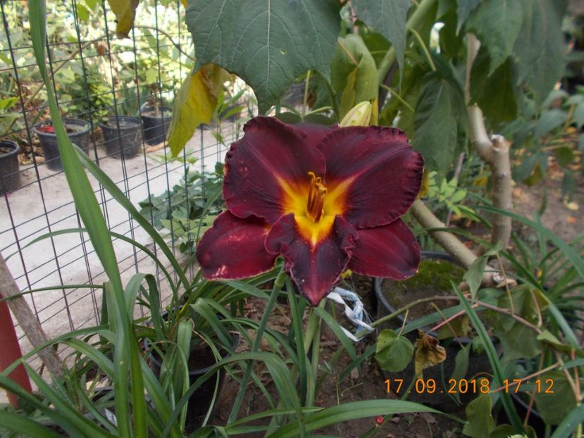  - Hemerocallis 2018