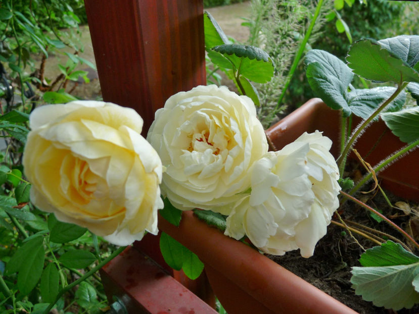  - 2018 - 03 - Toamna