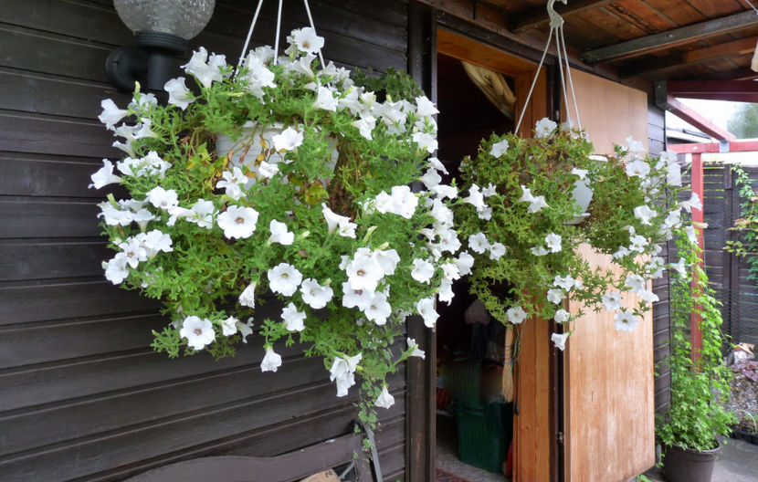  - 2018 - 03 - Toamna