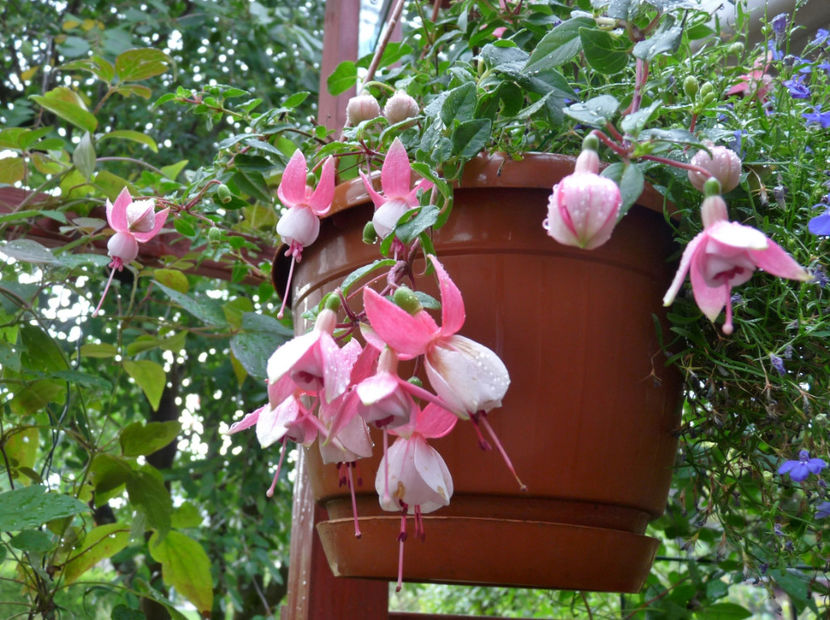  - 2018 - 03 - Toamna