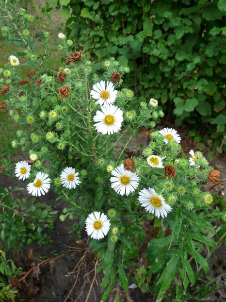 Aster cu flor ars! - 2018 - 03 - Toamna