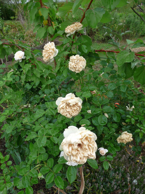 Summer Memories cu flor ars - 2018 - 03 - Toamna