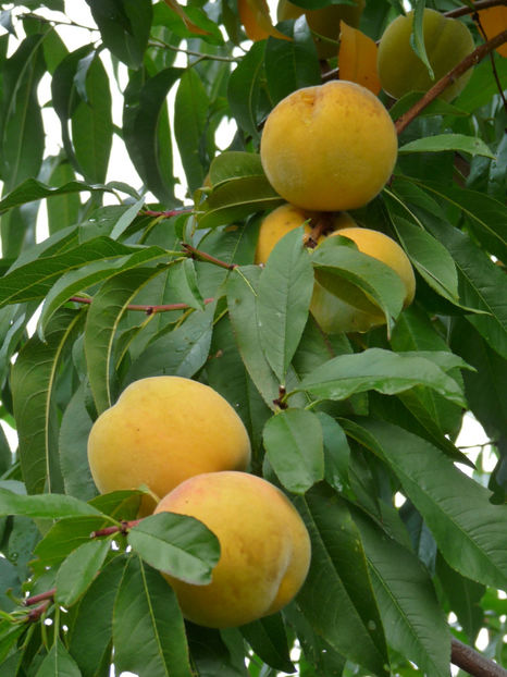  - 2018 - 03 - Toamna