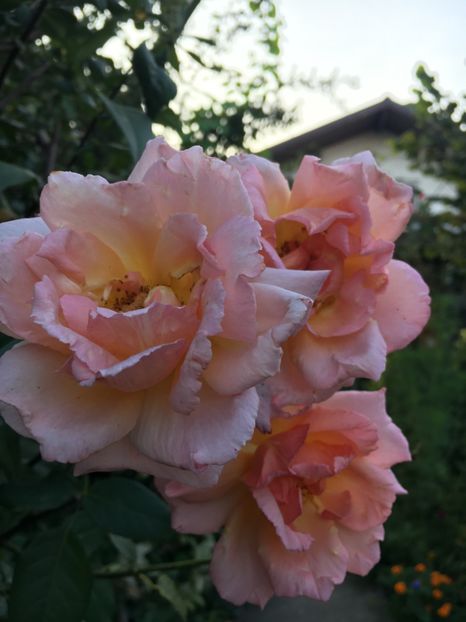 082D081C-7605-4704-9BBE-AFF89C31A684 - Septembrie 2018