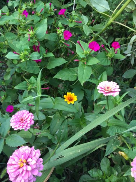 27521BFD-350E-4E1F-BC15-3B6271180707 - Septembrie 2018