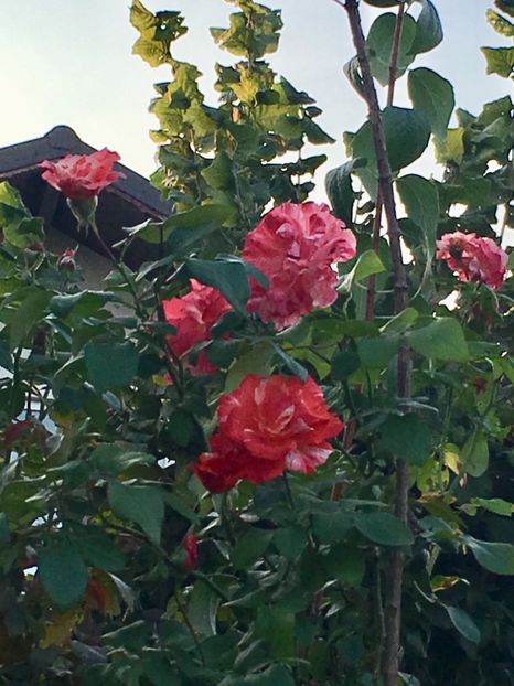 3D4B370D-E869-4E37-A59F-5AB4396E5240 - Septembrie 2018