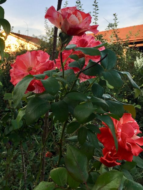 ED7875E1-E348-4C99-8AAB-469FAAD27B1F - Septembrie 2018