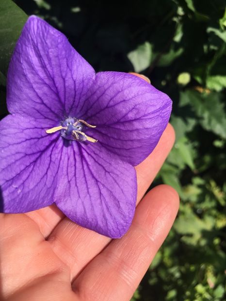 15.09.2018 - Platycodon floare balon