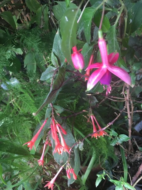 6F26B8E4-1BF2-44DB-A1FC-13DC274AA940 - Fucsii 2018