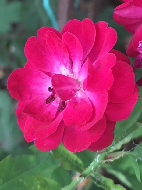 4788B98B-7010-4D3C-836E-E9F50C7F2A4A - Florile mamei 2018