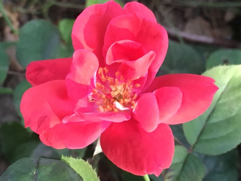 0880FB88-C39D-4DE7-AAC2-9754FA6ABC5E - Florile mamei 2018
