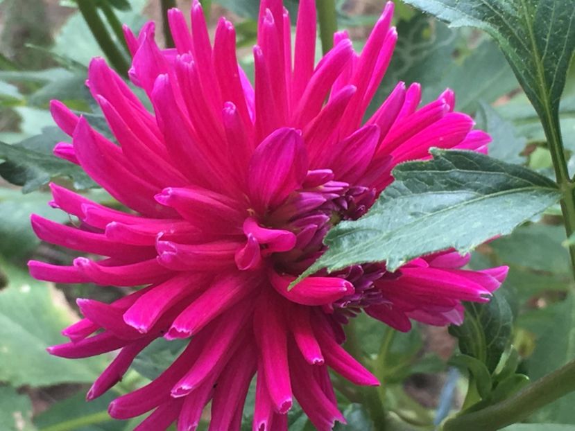 A17E00AA-59F6-45A5-84ED-6125B05BF0FC - Florile mamei 2018