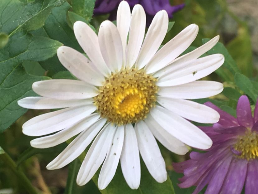 DD049869-A657-4938-9976-560FBC164010 - Florile mamei 2018