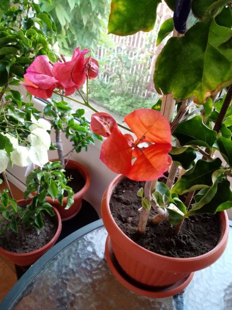 - Bougainvillea