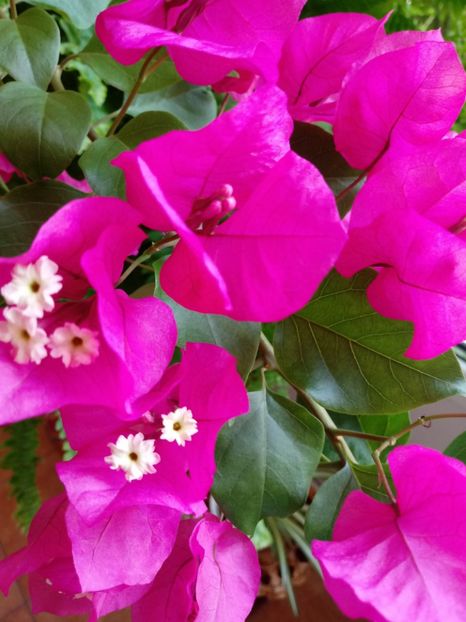  - Bougainvillea