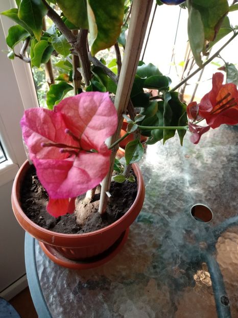  - Bougainvillea