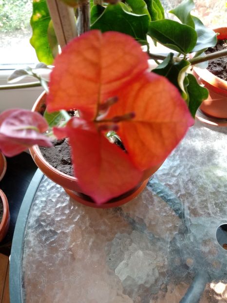  - Bougainvillea