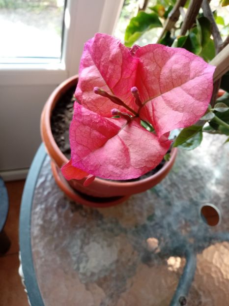  - Bougainvillea