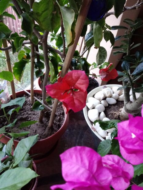  - Bougainvillea