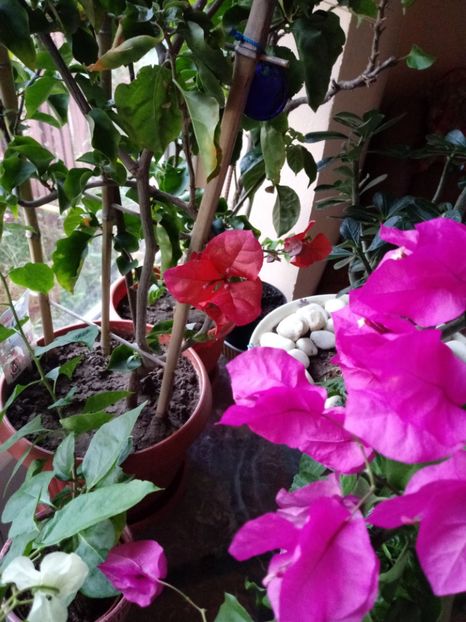  - Bougainvillea
