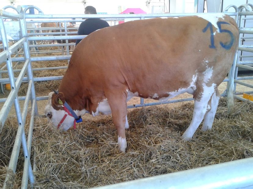 Fotografie0098 - 28---agromalim arad 2018