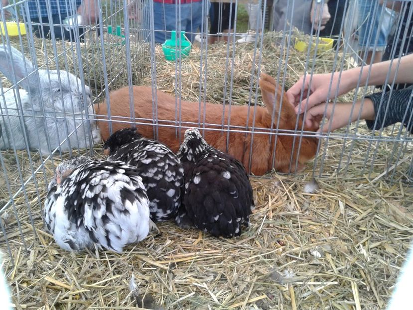 Fotografie0102 - 28---agromalim arad 2018