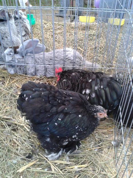 Fotografie0103 - 28---agromalim arad 2018