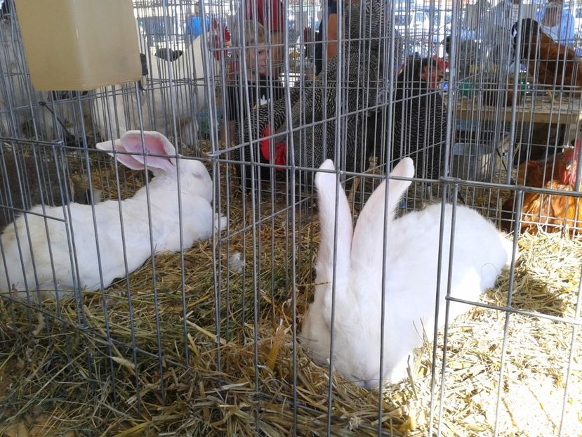 Fotografie0112 - 28---agromalim arad 2018