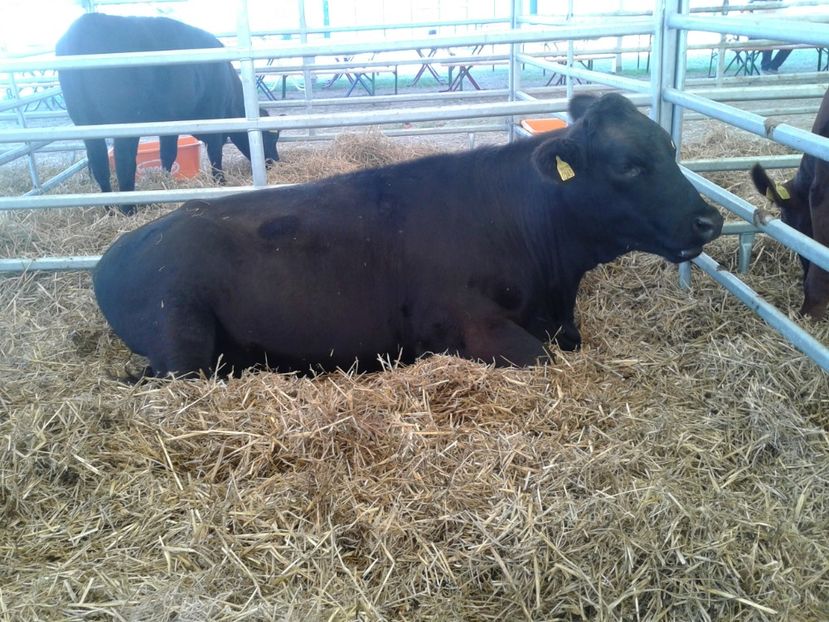 Fotografie0129 - 28---agromalim arad 2018