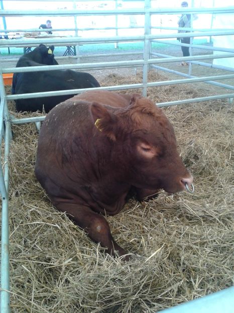 Fotografie0130 - 28---agromalim arad 2018