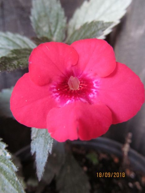 Summer Flame - ACHIMENES 2020 - VANZARI HIBRIZI