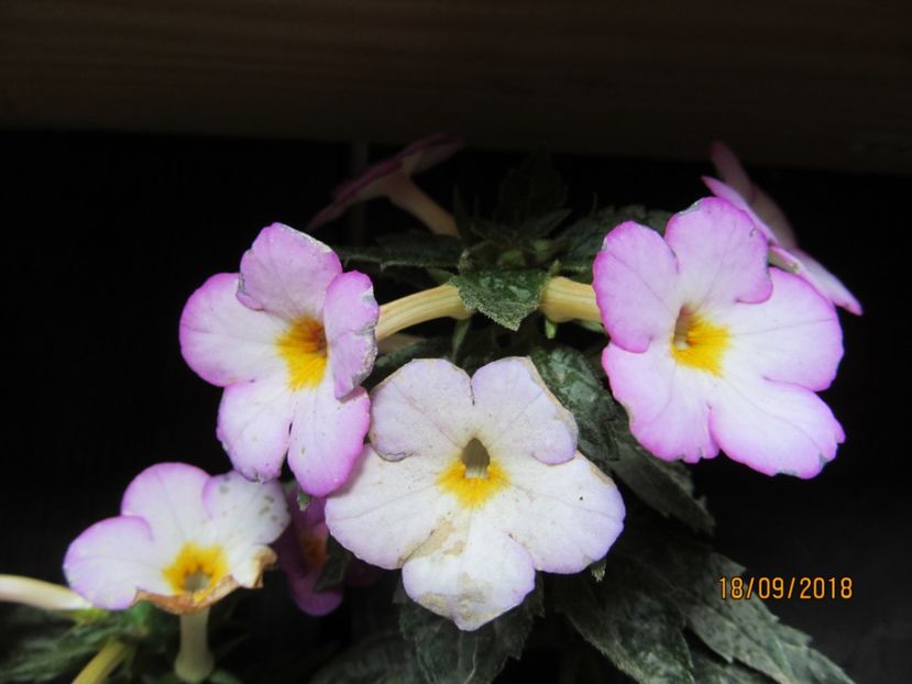  - ACHIMENES 2020 - VANZARI HIBRIZI