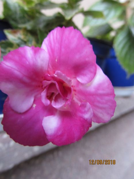 Sweet Agony - ACHIMENES 2020 - VANZARI HIBRIZI