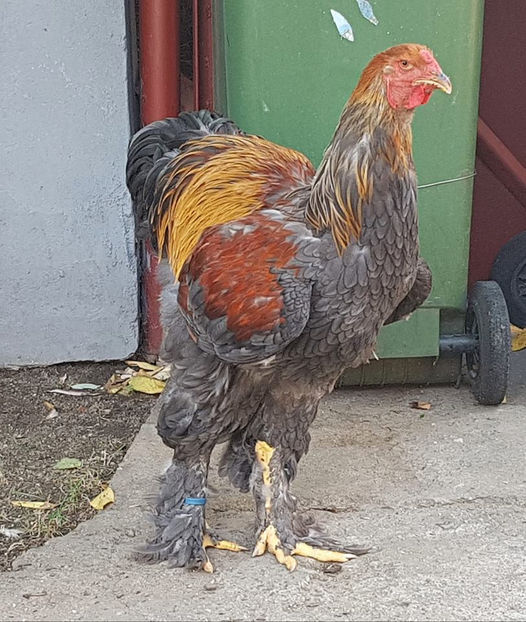  - a__Pui si tineret brahma 2018