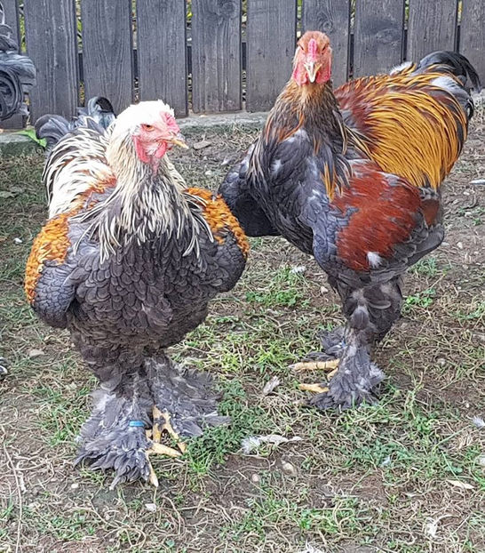  - a__Pui si tineret brahma 2018