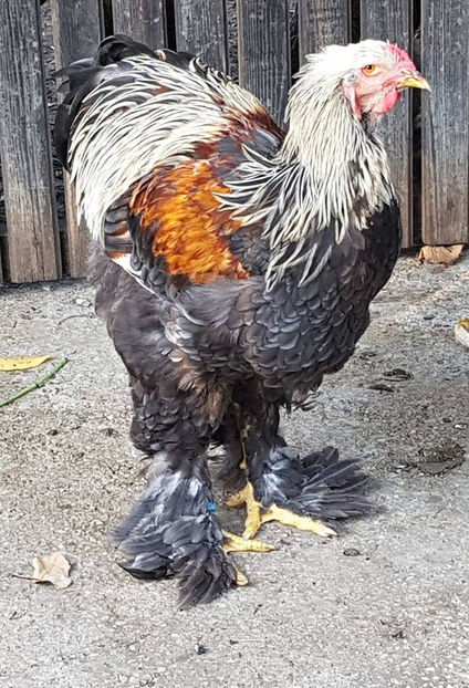  - a__Pui si tineret brahma 2018