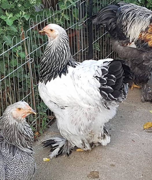  - a__Pui si tineret brahma 2018