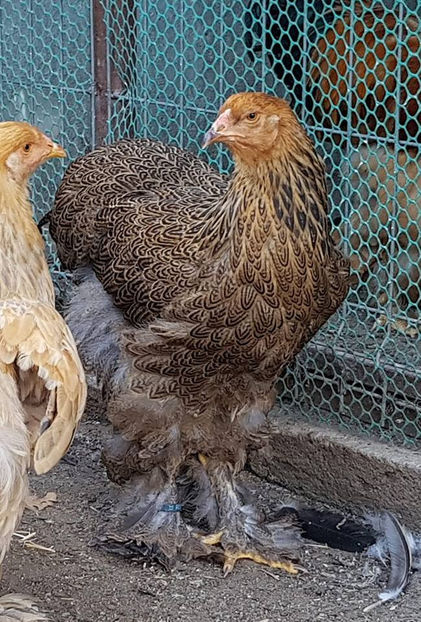  - a__Pui si tineret brahma 2018