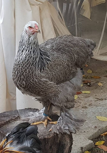  - a__Pui si tineret brahma 2018