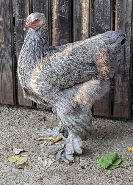  - a__Pui si tineret brahma 2018