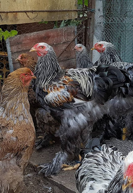  - a__Pui si tineret brahma 2018