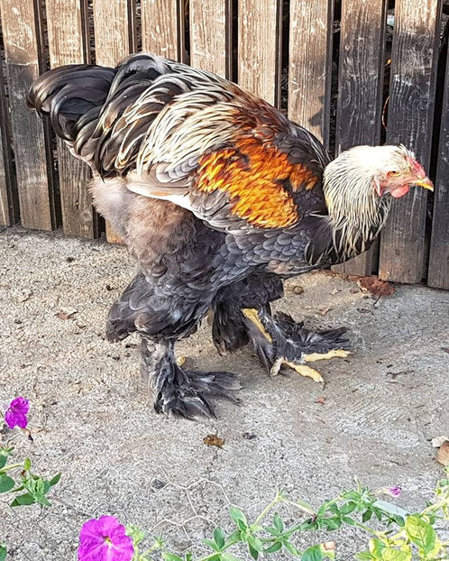  - a__Pui si tineret brahma 2018