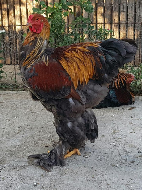  - a__Pui si tineret brahma 2018