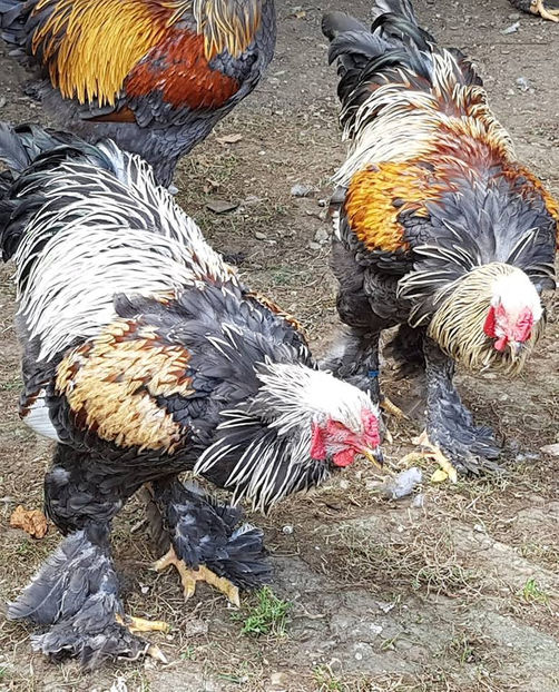  - a__Pui si tineret brahma 2018