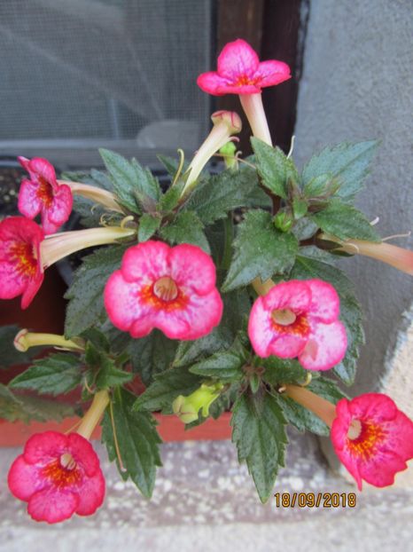 Petite Marquise - ACHIMENES 2020 - VANZARI HIBRIZI