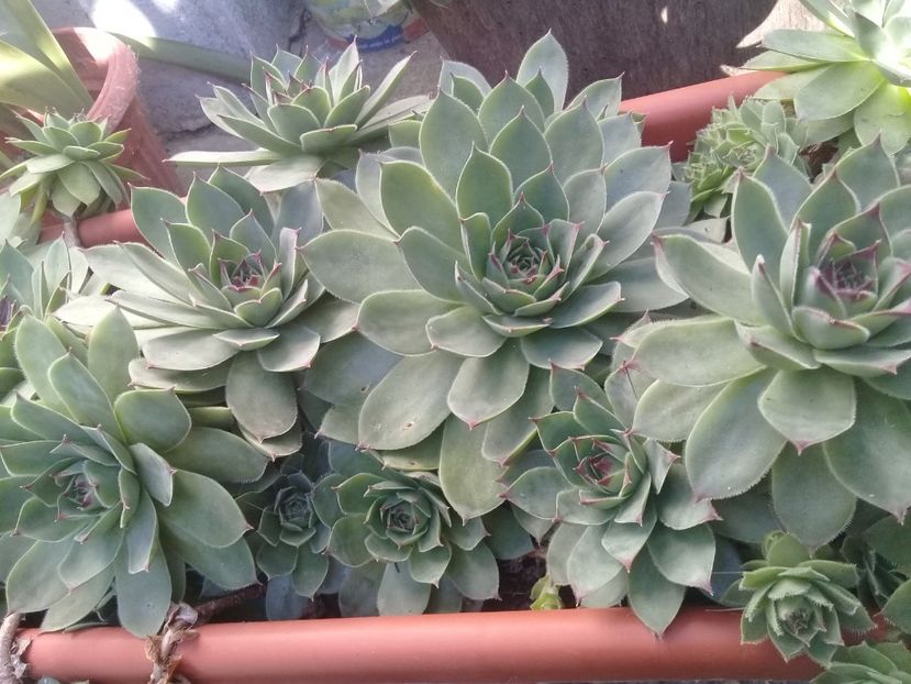  - Cactusi si suculente
