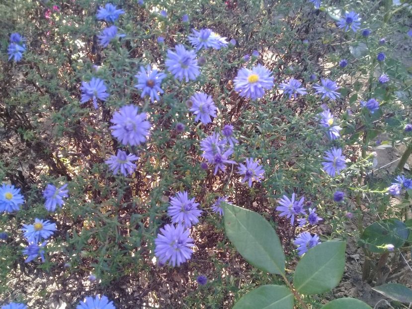  - Alte flori