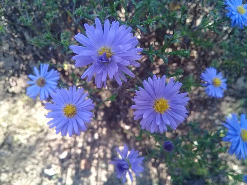  - Alte flori