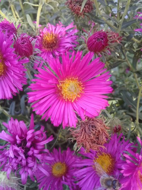  - Alte flori