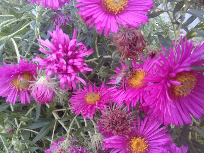  - Alte flori